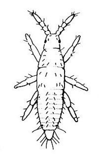 Top view of slender body. Three pairs of short legs and two fat antennae. Wingless. Eyes tiny dots. Short bristles at tip of abdomen. Black and white art.