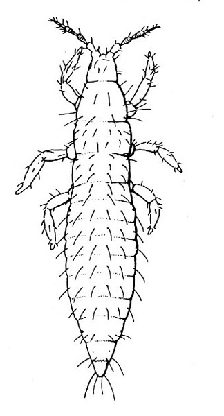 Top view of convex body. Three pairs of short legs and two bristly antennae. Wingless. Short hairs all over body. Black and white art.