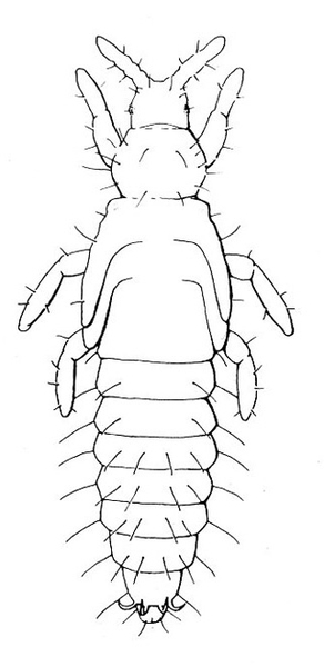 Spindle-shaped prepupa with stubby antennae, legs, and wing pads. Many fine hairs. Antennae protrude forward in V shape. Black and white art.