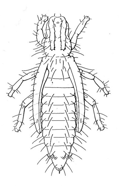 Spindle-shaped pupa with stubby antennae, slender legs, and long wing pads on either side. Many fine hairs. Antennae folded back over head. Black and white art.