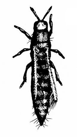 Top view of spindle-shaped insect, shaded mostly black. Light, very slender wings folded back over segmented body. Hairs near pointed abdomen.