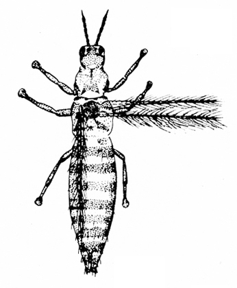 Top view of spindle-shaped insect. Two narrow, heavily fringed wings extend from right side of upper body. Black and white art.
