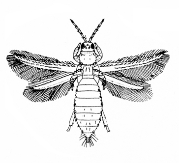 Top view of insect. Two pairs of narrow, heavily fringed wings spread. Abdomen is convex and segmented. Rounded head. Antennae V shaped. Black and white art.