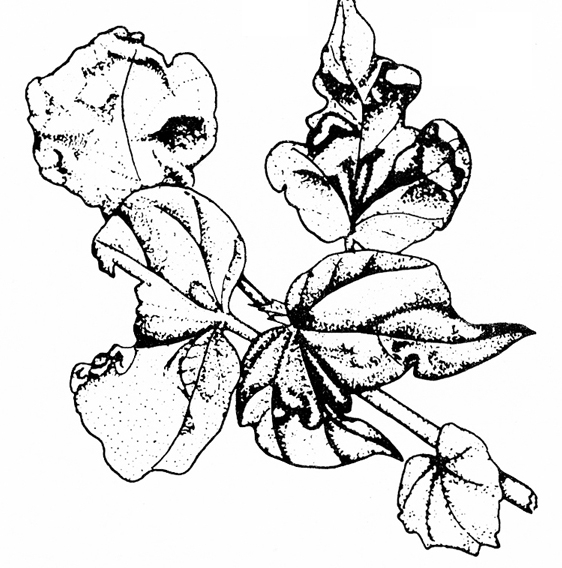 Illustration of leaves that have been crinkled and disfigured by thrips damage.