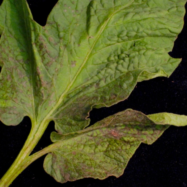 Close-up of green tomato leaf against black background. Purplish areas visible. Slightly wrinkled.