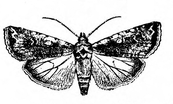 Top view of moth with wings spread. Forewings are mottled and heavily shaded black. Hind wings are light with dark veins and wing tips. Black and white art.
