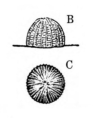 Two perspectives. Top image B is side view of ridged, dome-shaped egg. Bottom image C is round, with ridges radiating to edge. Black and white art.