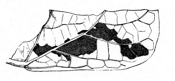 Segment of leaf with irregularly shaped, contiguous black blotch covering some of the surface. Black and white art.
