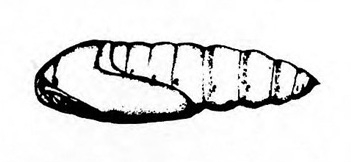 Oval pupa on side. Tapers to point at right end. Wing pad at rounded left end. Segmented body visible above and to right of wing pad. Black and white art.