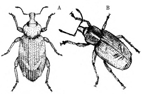 Two renderings of oblong weevils in top view, both with stubby snout and elbowed antennae. Ridged wing covers folded back. Images show light V marks.