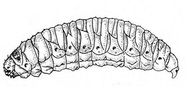 Side view of short, plump, wrinkled, legless grub. Dots on sides of segments are spiracles. Tapered at last body segment. Black and white art.