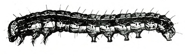 Side view showing three front legs, five prolegs, and small, downward-pointed head. Upper part of body shaded dark. Light stripe on side. Black and white art.