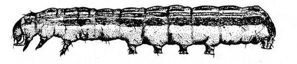 Side view showing legs, prolegs, and small, downward-pointed head. Upper half of body with pale and dark lines. Black and white art.