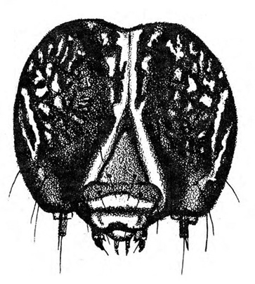 Dark face with pale inverted Y and short antennae beside mouthparts. Several hairs shown. Some white spots and streaks on head. Black and white art.