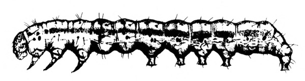 Side view of caterpillar’s extended body, showing legs and prolegs, line down side, and delicate, short hairs on body. Black and white art.