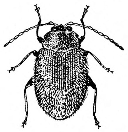 Top view of oval beetle with six legs, two antennae, and ridged, wing covers folded over back. Black and white art.