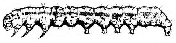 Side view of caterpillar’s extended body, showing legs and prolegs, line down side, and delicate, short hairs on body. Black and white line art.