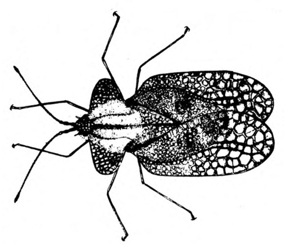 Top view of adult with paddle-shaped forewings folded straight back over body with many cells that suggest transparent lace. Black and white art.