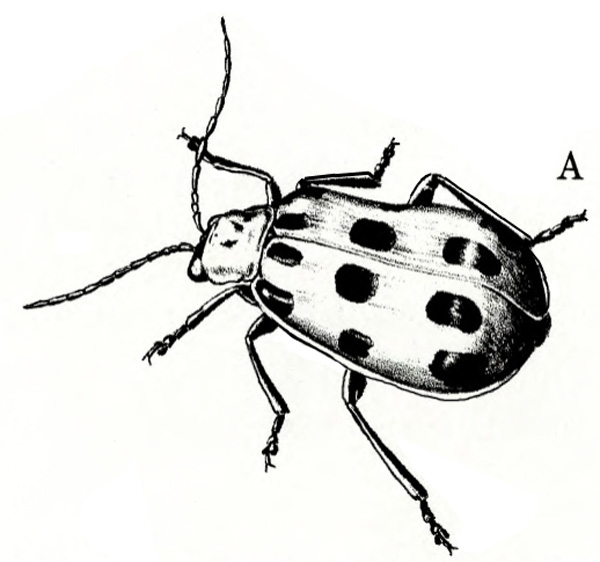 Top view of beetle with oblong-oval body. Black spots visible on folded wing covers, with smaller spots on head. Black and white art.