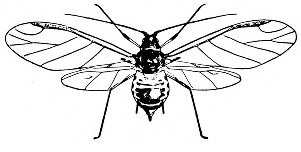 Top view of stubby-bodied aphid with clear, thin wings spread. Black-and-white art.