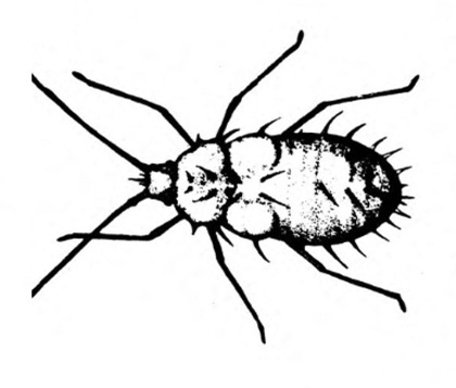 Top view of oval-bodied nymph with prominent spines on abdomen. Two round light areas behind thorax are the developing wing pads. Black and white art.
