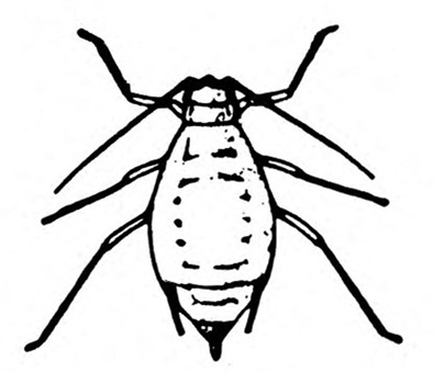 Top view of oval-bodied insect showing six spindly legs. Two antennae. Two cornicles and a cauda at tip of body. No wings present. Black and white art.