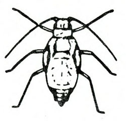 Top view of oval-bodied, wingless nymph showing six legs and two antennae. Black and white art.