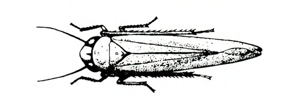 Top view of narrow insect with wings folded, showing three pairs of legs and two antennae. Black and white art.