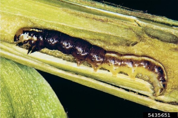 Section of corn stalk cut open to reveal borer stretched out inside. Front half of body solid brown. Back half has brown and yellow longitudinal stripes.