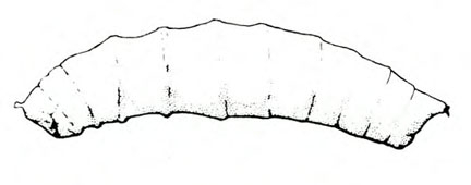 Side view of slightly C-shaped, tubular body of maggot, tapered at both ends. Black and white line art.