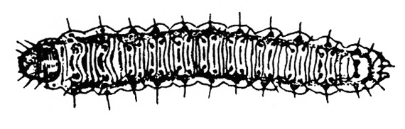 Top view of larva showing black head and dark line down each side with a light outline. A short hair sticking out from each segment. Black and white art.