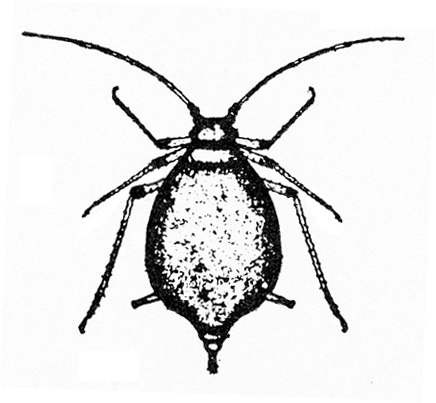 Wingless aphid with teardrop-shaped body. Pronounced cauda at tip. Three pairs of long legs and two antennae. Two cornicles sticking out from lower abdomen.