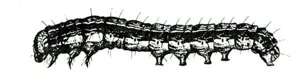 Side view showing three front legs, five prolegs, and small, downward-pointed head. Upper part of body shaded dark. Light stripe on side. Black and white art.