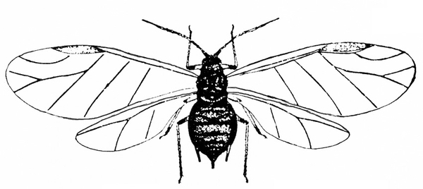 Top view of aphid with wings spread. Black veins on thin, transparent wings. Body shaded black. Bulbous abdomen. Pairs of front and back legs bent like elbows.