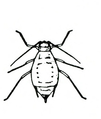 Top view of oval-bodied nymph with 6 legs and 2 antennae. Two cornicles on either side of cauda at bottom tip of body. No wings. Black and white art.