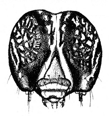 Dark face with pale inverted Y and short antennae beside mouthparts. Several hairs shown. Some white spots and streaks on head. Black and white art.