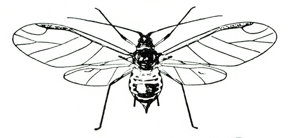Top view of stubby-bodied aphid with clear, thin wings spread. Black-and-white art.