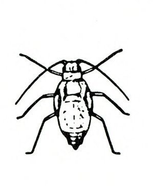 Top view of oval-bodied nymph showing six legs and two antennae. Wing buds present. Black and white art.