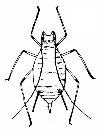 Top view of oval, wingless aphid with long, spindly legs and very long antennae swept back. Dagger-like cauda flanked on both sides by a longer cornicle.
