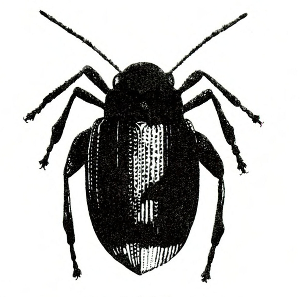 Silhouette of egg-shaped beetle with wings folded back. Top view. Abdomen slightly pointed at tip. Hind legs slightly thickened. Bristles on legs and antennae.