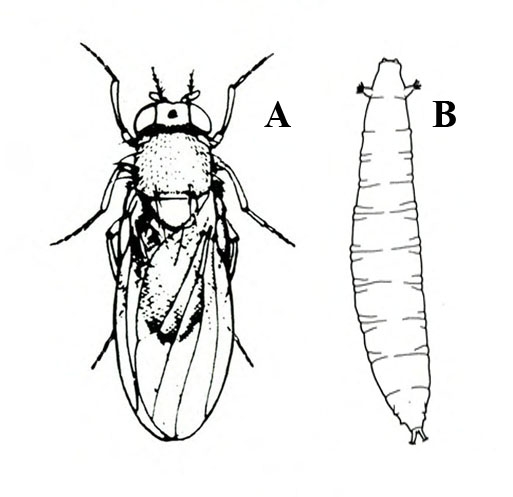 At left, top view of fly. At right, slender larva with a spiracle on each side near head and two spiracles protruding at the rear. Black and white art.