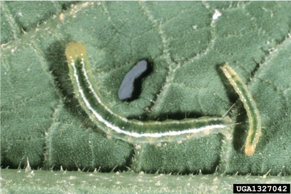 Two melonworms on leaf. Large larva at center has dark-green back with two prominent white lines. Larva at right is smaller with pale-yellow body margins.