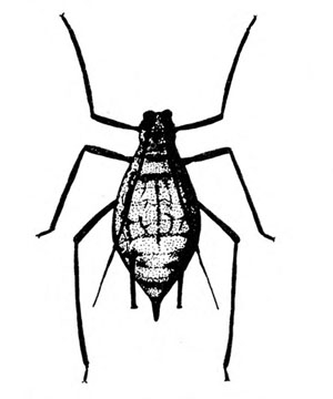 Top view of pear-shaped aphid with three pairs of long, spindly legs. Pair of antennae extended over back. No wings present. Black and white art.