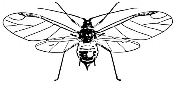 Top view of stubby-bodied aphid with long, narrow, transparent wings spread. Pronounced cauda at tip of abdomen flanked by two cornicles. Black and white art.