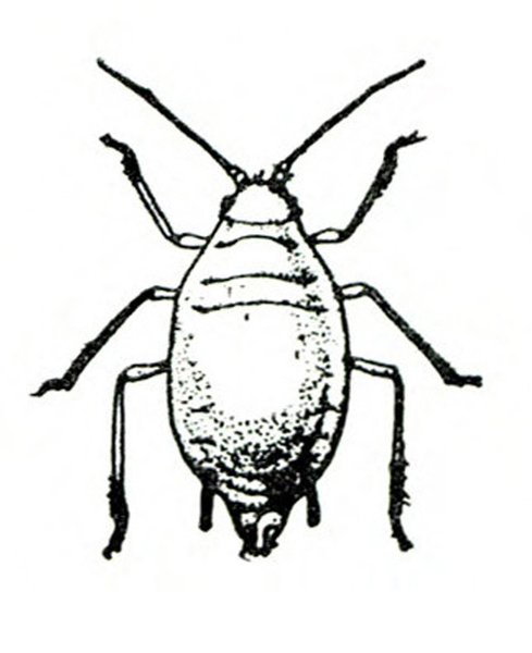 Top view of oval-bodied insect showing six legs and two antennae. No wings present. Black and white art.