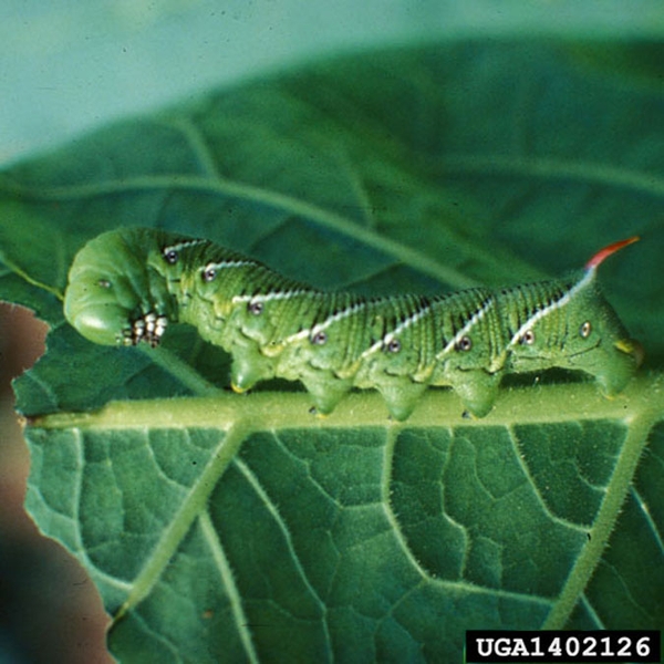 Tobacco hornworm grasping leaf midrib with five prolegs. Seven light diagonal marks along the side of bright green body. Red anal horn protruding. Head raised.