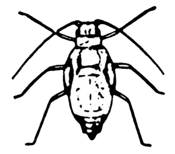 Top view of oval-bodied insect showing six spindly legs and two drooping antennae. Wing buds visible. Black and white art.