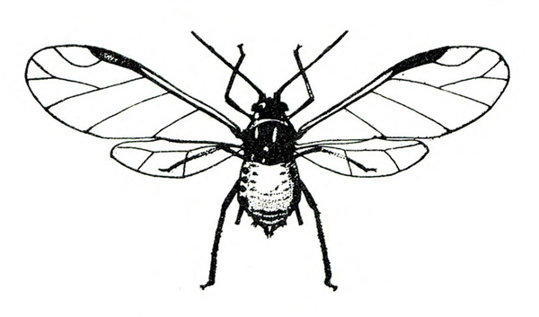 Top view shows two long hind legs, two front legs, two antennae, and clear, thin wings spread. Two cornicles on either side of cauda at bottom tip of body.