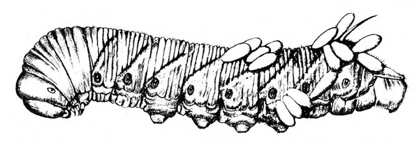 Side of body has dark diagonal lines. Spiracles appear as black dots on segments. Tiny, oval cocoons stuck to back and side. Black and white art.