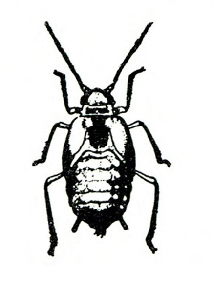 Top view of oval-bodied nymph with 6 legs and 2 antennae. Two cornicles on either side of cauda at bottom tip of body. No wings. Black and white line art.